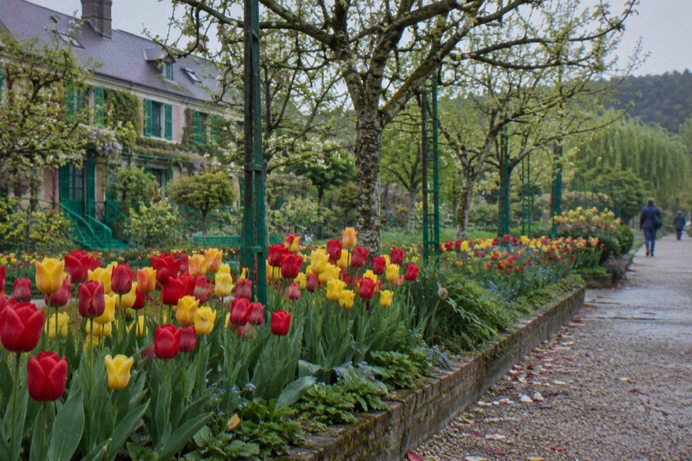 Close row of tulips and spring flowers along the Clos Normand garden path