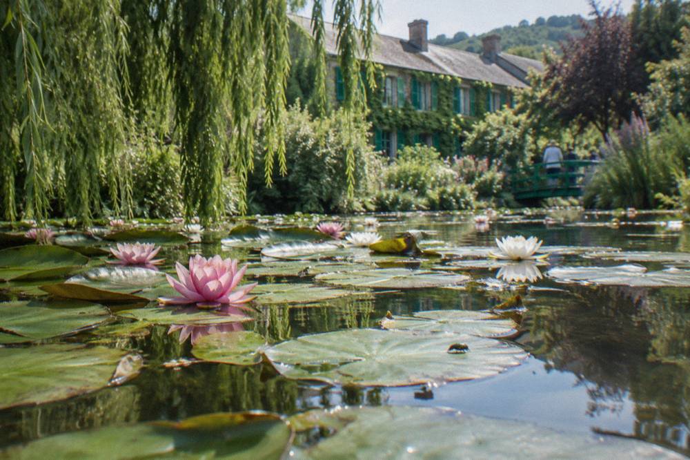 Water lilies flowering on the pond beside the green Japanese bridge