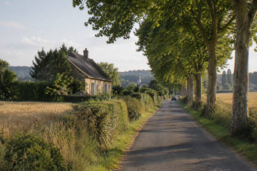 A tree-lined country lane with open farmland on either side