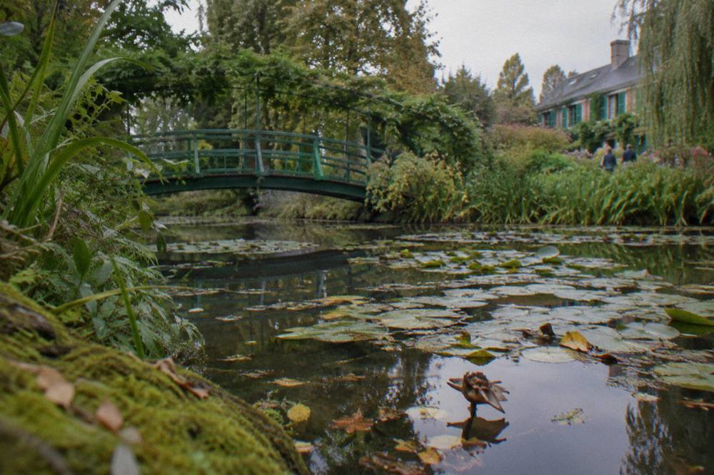 The Japanese bridge arching over the water lily pond surrounded by willows and lush greenery