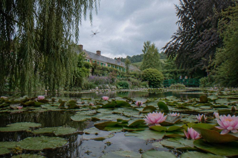 A dense bed of water lilies covering the surface of the pond, with willow branches hanging over the water