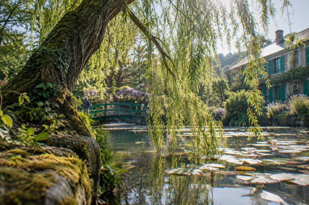 A weeping willow leaning over the pond edge, its branches touching the water among lily pads