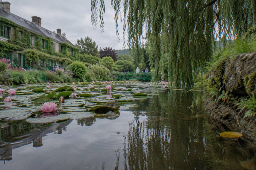 Water lily pads and blooms spread across the pond surface beneath overhanging willow branches