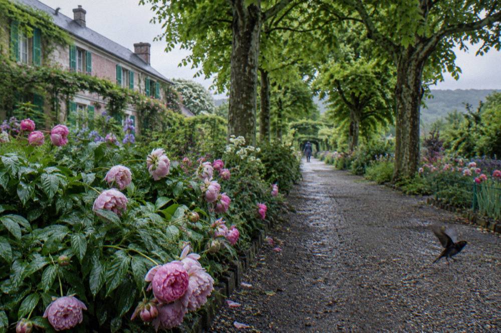 A quiet gravel alley in the Clos Normand garden lined with flowerbeds and tall trees