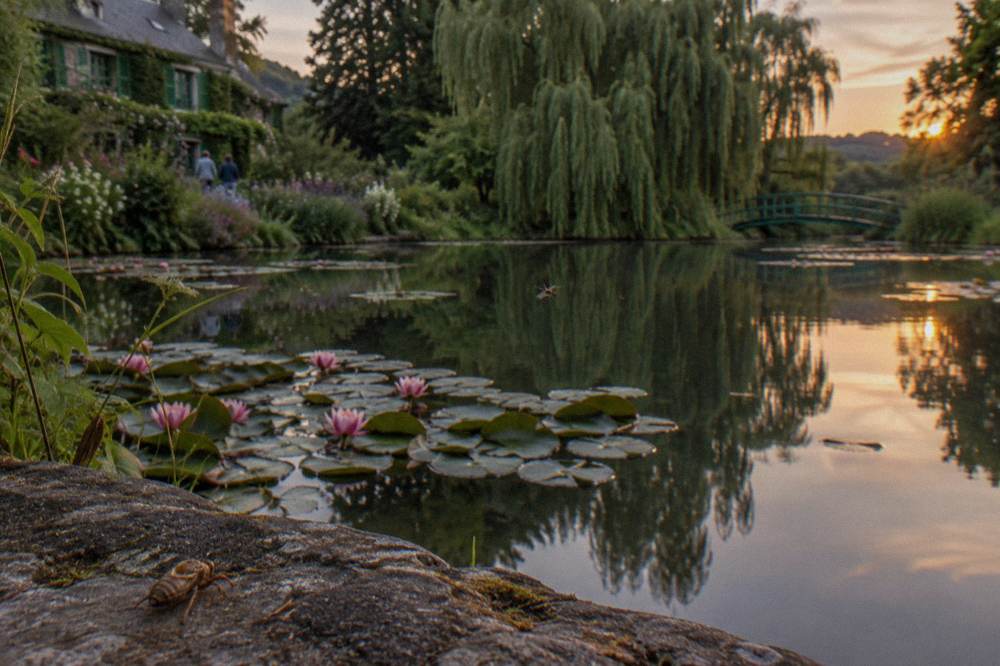 Water lilies and reflections on the pond surface with weeping willows along the bank