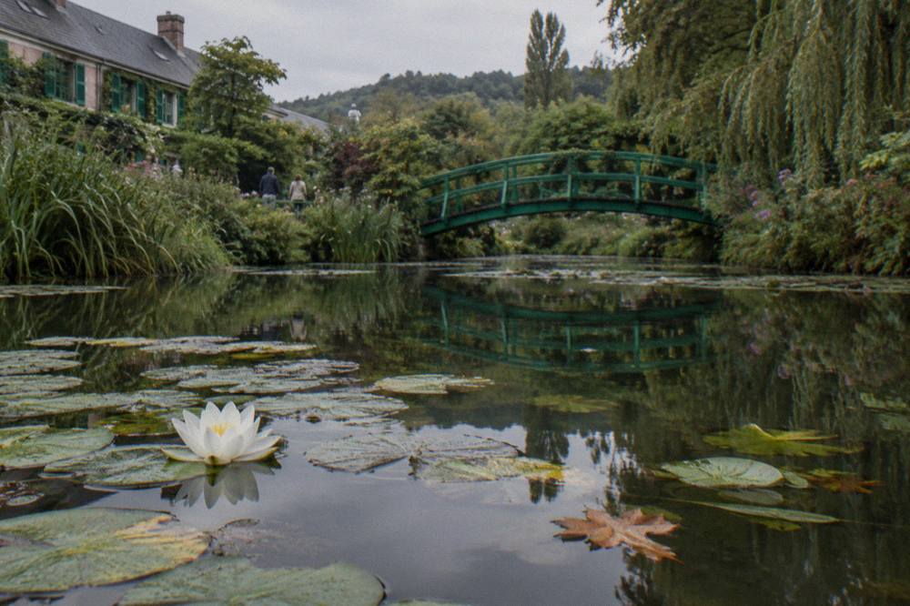 Water lily pond with a green Japanese bridge reflected among lily pads