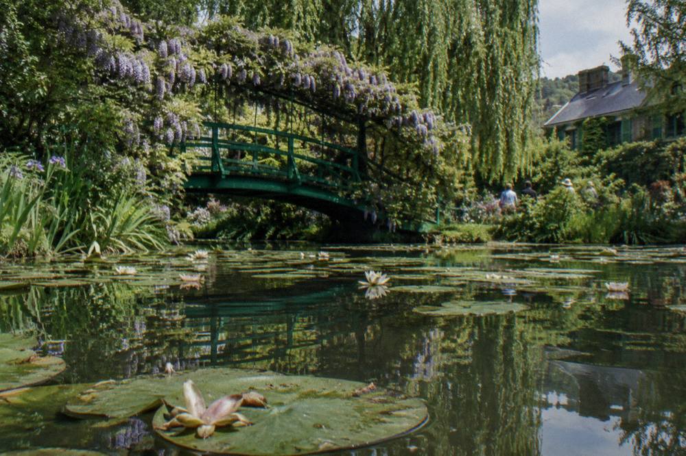 Arched green Japanese bridge covered in wisteria above a pond of water lilies