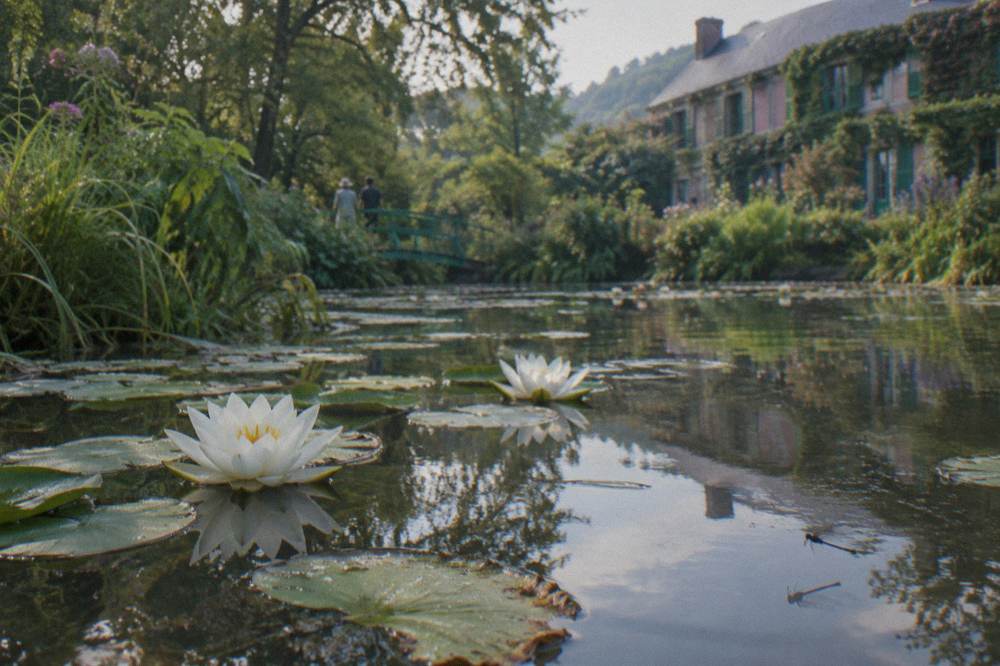 Still pond surface with white water lilies and reflected trees